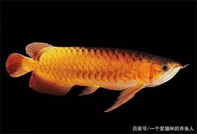 龍魚(yú)特別興奮的原因：龍魚(yú)為什么會(huì)興奮？ 龍魚(yú)百科