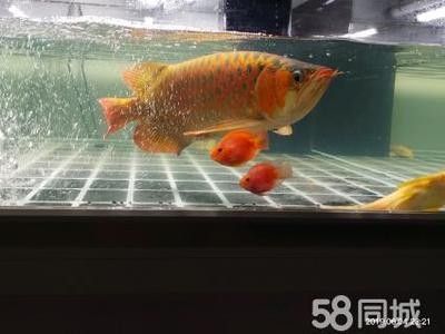 龍魚高端配魚有哪些：幾種適合與龍魚混養(yǎng)的高端配魚 龍魚百科