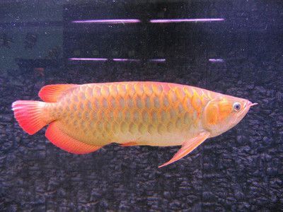 金龍魚(yú)多久能繁殖一次：金龍魚(yú)多久繁殖一次 龍魚(yú)百科