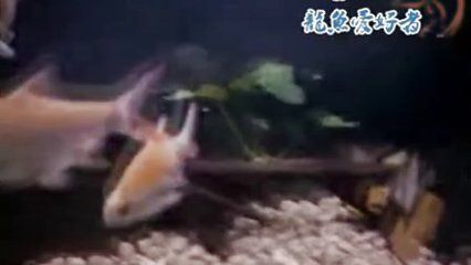 龍魚進缸多久喂食一次：幼年期的龍魚喂食頻率取決于它們的生長階段和個體大小