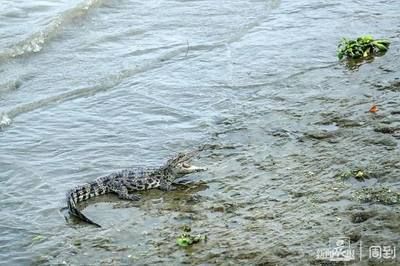 龍魚(yú)游來(lái)游去是怎么回事兒：龍魚(yú)為什么會(huì)游來(lái)游去？