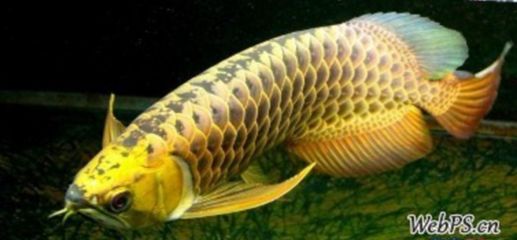 金龍魚(yú)怎么知道真假鑒別方法：金龍魚(yú)食用油怎么知道真假鑒別方法金龍魚(yú)食用油真假鑒別方法