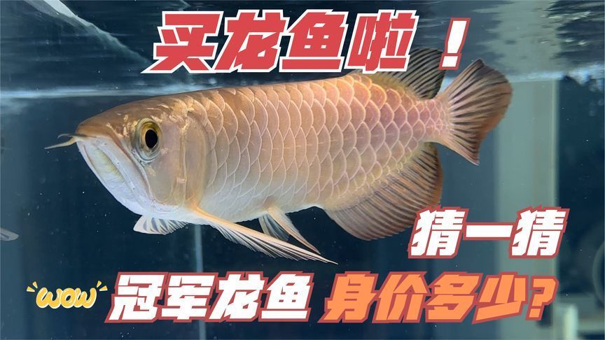 買(mǎi)龍魚(yú)到哪個(gè)平臺(tái)好：如何選擇購(gòu)買(mǎi)龍魚(yú)的平臺(tái)？