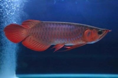 龍魚(yú)突然暴躁死亡什么原因引起的 龍魚(yú)百科