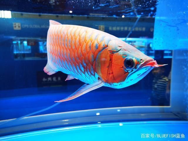 紅龍魚喂什么能補充維生素C：紅龍魚維生素c對于觀賞魚的健康和體色有影響嗎 龍魚百科 第2張