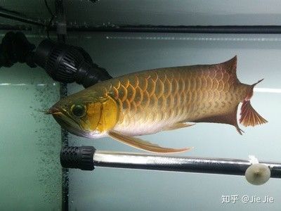 龍魚(yú)哪里買(mǎi)好養(yǎng)又便宜：龍魚(yú)哪里買(mǎi)好養(yǎng)又便宜尋找既好養(yǎng)又便宜的龍魚(yú)