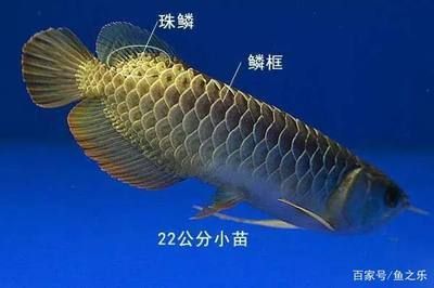 龍魚什么時(shí)候可以看出來(lái)鱗片過(guò)背：龍魚什么時(shí)候能看出來(lái)鱗片過(guò)背