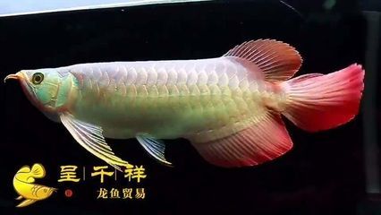 頂級龍魚翹頭：翹頭龍魚是一種具有特定頭型特征的龍魚 龍魚百科 第2張