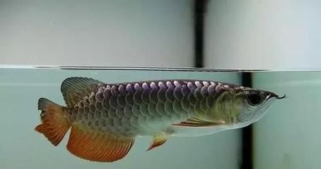 龍魚有點(diǎn)燒尾怎么回事兒：龍魚燒尾怎么辦