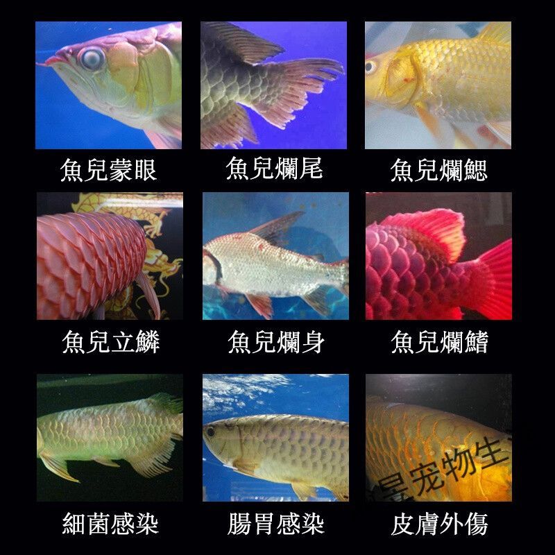 龍魚怎么預(yù)防腸炎復(fù)發(fā)呢用什么藥最好：如何預(yù)防龍魚腸炎復(fù)發(fā) 龍魚百科 第2張