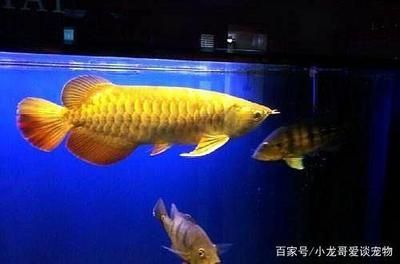 金龍魚怎么喂養(yǎng)容易發(fā)色