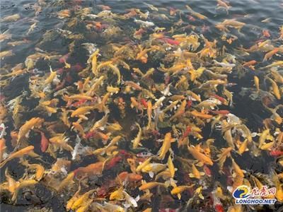 龍魚繁殖基地在哪里：印尼的龍魚繁殖基地在哪里，龍魚繁殖基地在哪里