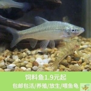 龍魚(yú)能吃小魚(yú)苗嗎：龍魚(yú)能吃小魚(yú)苗嗎龍魚(yú)能吃小魚(yú)苗嗎龍魚(yú)能吃小魚(yú)苗嗎 龍魚(yú)百科