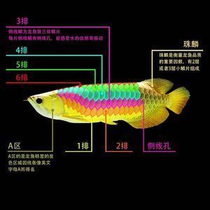 各種龍魚價(jià)格對比圖：不同品種龍魚價(jià)格對比圖 龍魚百科 第2張