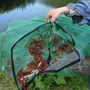 龍魚喂蝦：喂食龍魚蝦類是一種常見的飼養(yǎng)方法但是需要注意一些細節(jié)