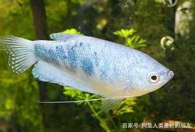 龍魚(yú)吃食物為什么要吐泡沫：龍魚(yú)吃食物后為什么要吐泡沫？