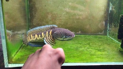 最好的龍魚飼料品牌排行榜：2024年龍魚飼料十大品牌排行榜 龍魚百科 第3張