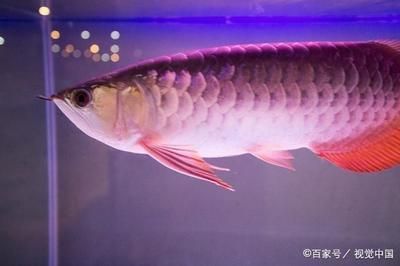 養(yǎng)龍魚必備技巧：養(yǎng)好龍魚需要耐心和細(xì)心