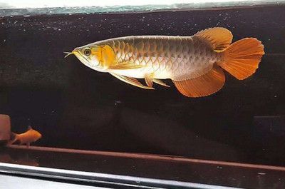 金龍魚(yú)不吃東西趴缸：金龍魚(yú)不吃東西怎么辦