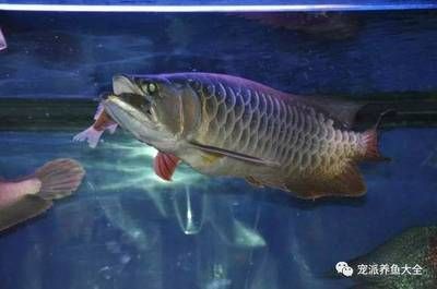 喂龍魚用什么小魚最好吃：喂龍魚用的什么小魚最好吃 龍魚百科 第2張