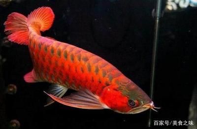 血紅金龍魚(yú)1000萬(wàn)：血紅金龍魚(yú)為什么能在市場(chǎng)上賣(mài)出1000萬(wàn)的價(jià)格？