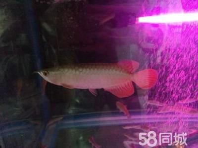 血紅金龍魚(yú)1000萬(wàn)：血紅金龍魚(yú)為什么能在市場(chǎng)上賣(mài)出1000萬(wàn)的價(jià)格？