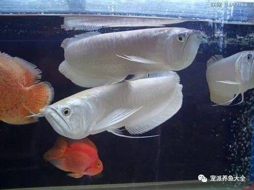 龍魚會缺氧嗎：龍魚會缺氧嗎？