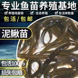 小龍魚可以喂泥鰍嗎怎么喂：小龍魚可以喂泥鰍嗎 龍魚百科 第3張