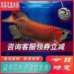 紅龍魚魚苗批發(fā)市場地址在哪里：如何找到紅龍魚魚苗批發(fā)市場 龍魚百科 第2張