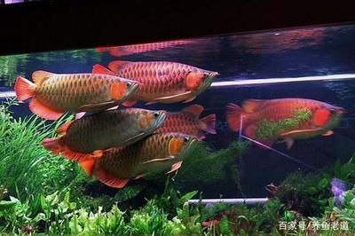 龍魚入缸一個月不吃食正常嗎怎么辦：龍魚入缸一個月不吃食并不是正常現(xiàn)象