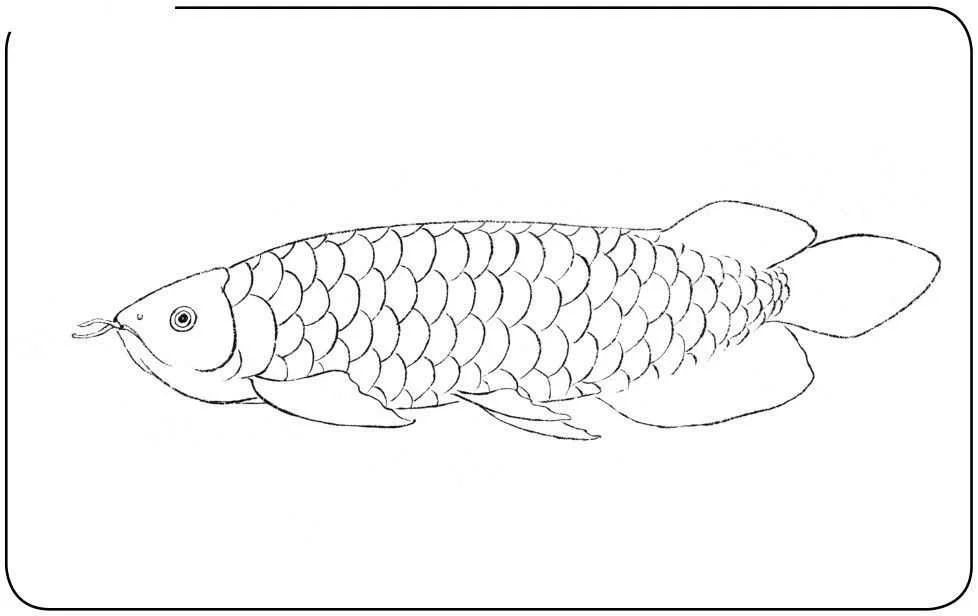 龍魚(yú)的畫(huà)怎樣畫(huà)簡(jiǎn)單又好看：如何畫(huà)出簡(jiǎn)單又好看的龍魚(yú) 龍魚(yú)百科 第2張