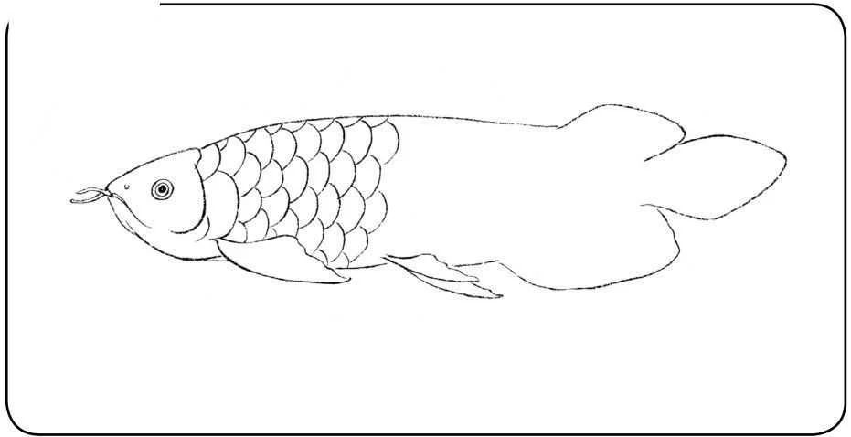 龍魚(yú)的畫(huà)怎樣畫(huà)簡(jiǎn)單又好看：如何畫(huà)出簡(jiǎn)單又好看的龍魚(yú) 龍魚(yú)百科 第3張