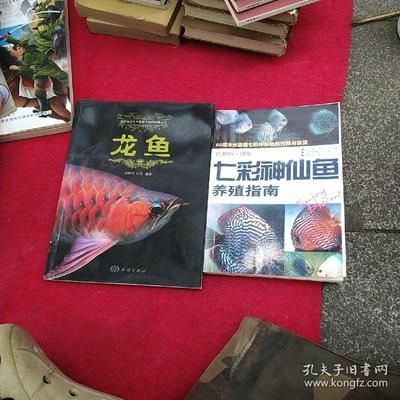 龍魚配七彩神仙好嗎怎么養(yǎng)：龍魚和七彩神仙魚可以混養(yǎng)嗎