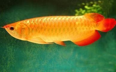 龍魚品牌排行第幾：品龍魚飼料品牌排行 龍魚百科