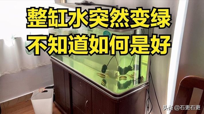 金龍魚底色發(fā)綠什么原因：金龍魚底色發(fā)綠可能是由于水質(zhì)問(wèn)題引起的，金龍魚底色發(fā)綠什么原因 龍魚百科