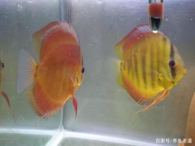 金龍魚都吃什么最好養(yǎng)活：金龍魚的飲食習(xí)慣和飼養(yǎng)要點(diǎn) 龍魚百科 第1張