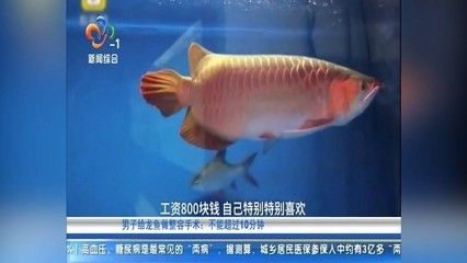 龍魚突然亂竄拉尿怎么回事?。糊堲~突然亂竄和拉尿的行為可能由多種因素引起，可能由多種因素引起