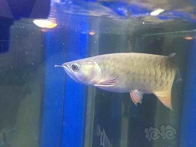 龍魚飼料魚怎么養(yǎng)活的快些：如何讓龍魚快速成長