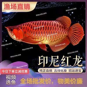 紅龍魚還是金龍魚好看：紅龍魚和金龍魚各有各的優(yōu)點和特色 龍魚百科 第3張