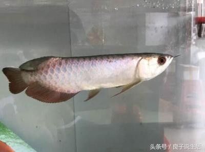 貴陽水族館看看這吃東西的狀態(tài)：龍魚和什么魚混養(yǎng)最好