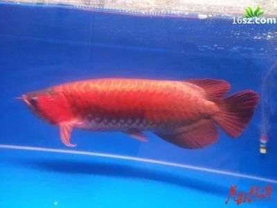 龍魚多大成年可以繁殖了：龍魚多大成年可以繁殖 龍魚百科 第3張