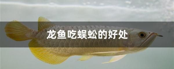 龍魚藥物中毒急救措施：面對龍魚藥物中毒的情況時