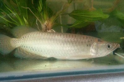 如何調(diào)理龍魚狀態(tài)不好的情況：如何調(diào)理龍魚的狀態(tài)不好的情況 龍魚百科 第1張