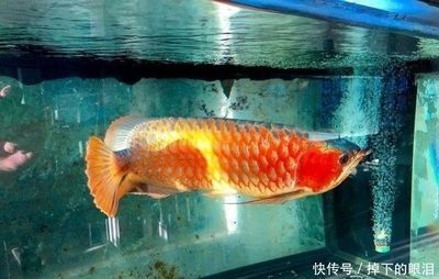 怎樣治療龍魚掉眼淚：龍魚掉眼怎么辦