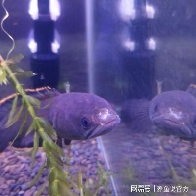 60的缸養(yǎng)龍魚會不會長不大：60厘米寬的魚缸可以養(yǎng)龍魚嗎？