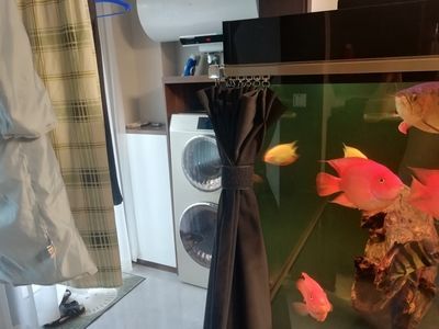 剛買的龍魚應(yīng)注意什么問(wèn)題：購(gòu)買龍魚后 龍魚百科