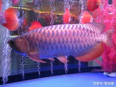 觀賞金龍魚價(jià)格：觀賞金龍魚價(jià)格和觀賞金龍魚價(jià)格是不同的兩個(gè)概念 龍魚百科 第1張