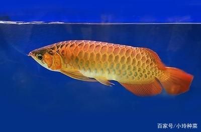 觀賞金龍魚價(jià)格：觀賞金龍魚價(jià)格和觀賞金龍魚價(jià)格是不同的兩個(gè)概念 龍魚百科 第3張