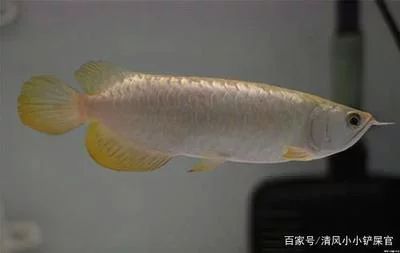 龍魚的屎怎么處理：龍魚養(yǎng)殖過(guò)程中可能會(huì)出現(xiàn)排白便的情況，可能是多種原因引起的 龍魚百科 第3張