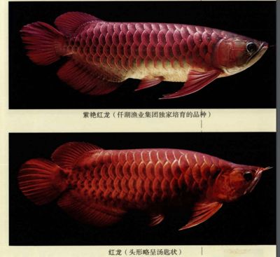 紅龍魚最好的食物有哪些品種：紅龍魚最佳食物品種